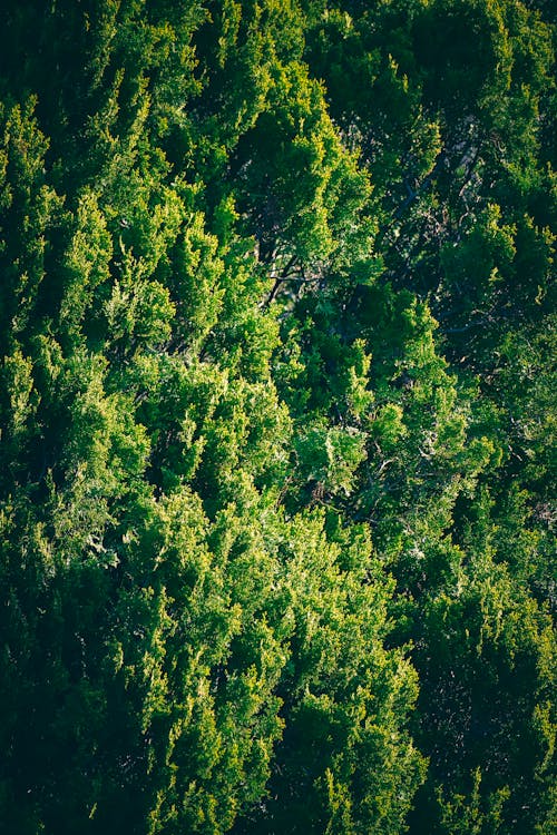 бесплатная Бесплатное стоковое фото с ветви, деревья, дневной свет Стоковое фото