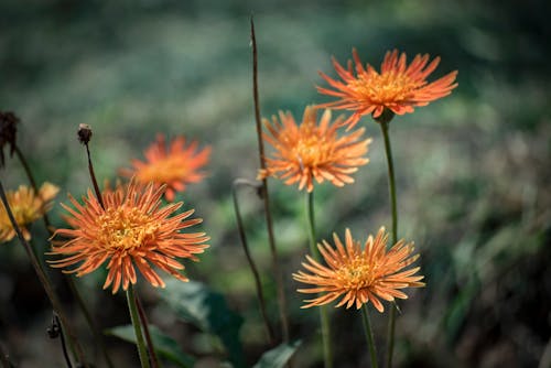 Základová fotografie zdarma na téma chryzantéma, detail, květinová fotografie