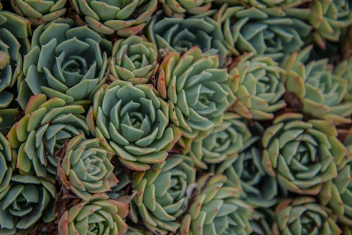 Free Close Up of Succulents Stock Photo
