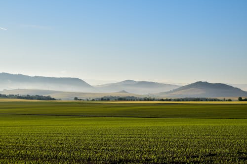 Scenic View Of Grassfield During Daytime