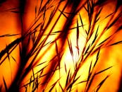 在充满活力的日出或日落背景下，草地的轮廓显得格外戏剧性