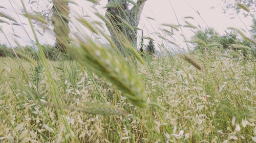 Free Immagine gratuita di campi, campo di fattoria, natura Stock Photo