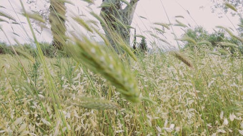 Free stock photo of farm field, fields, green background