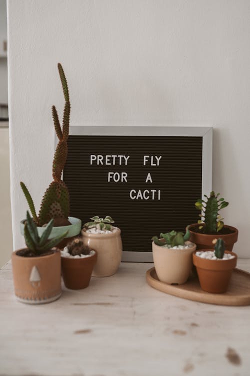 Free Succulent Plants on Brown Clay Pots Stock Photo