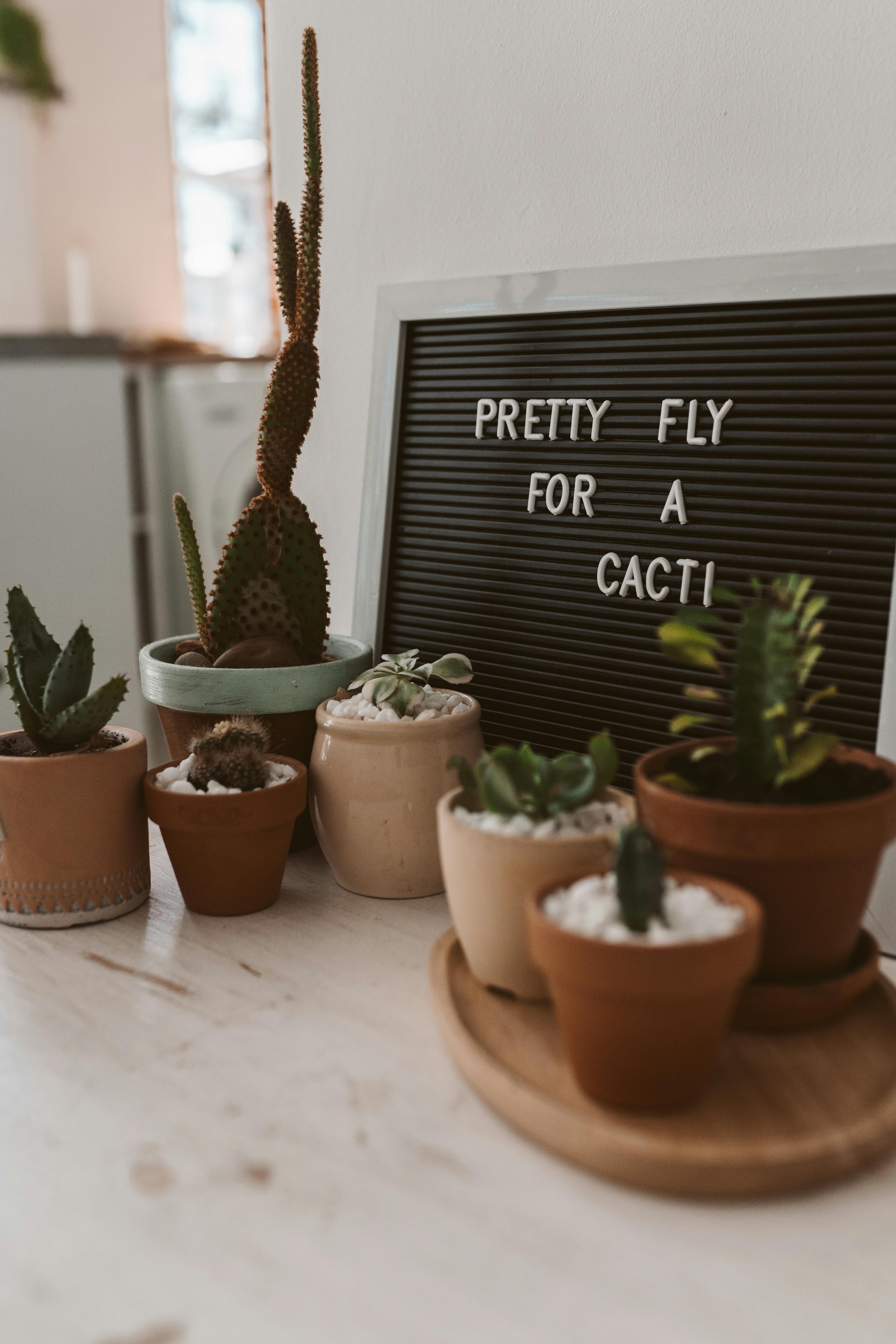 should you fertilize sedum - Green Succulent Plants on Brown Clay Pots