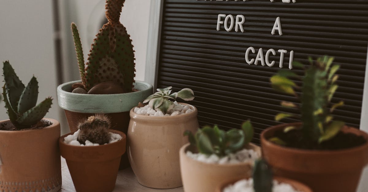 Growing garlic in pots indoors
