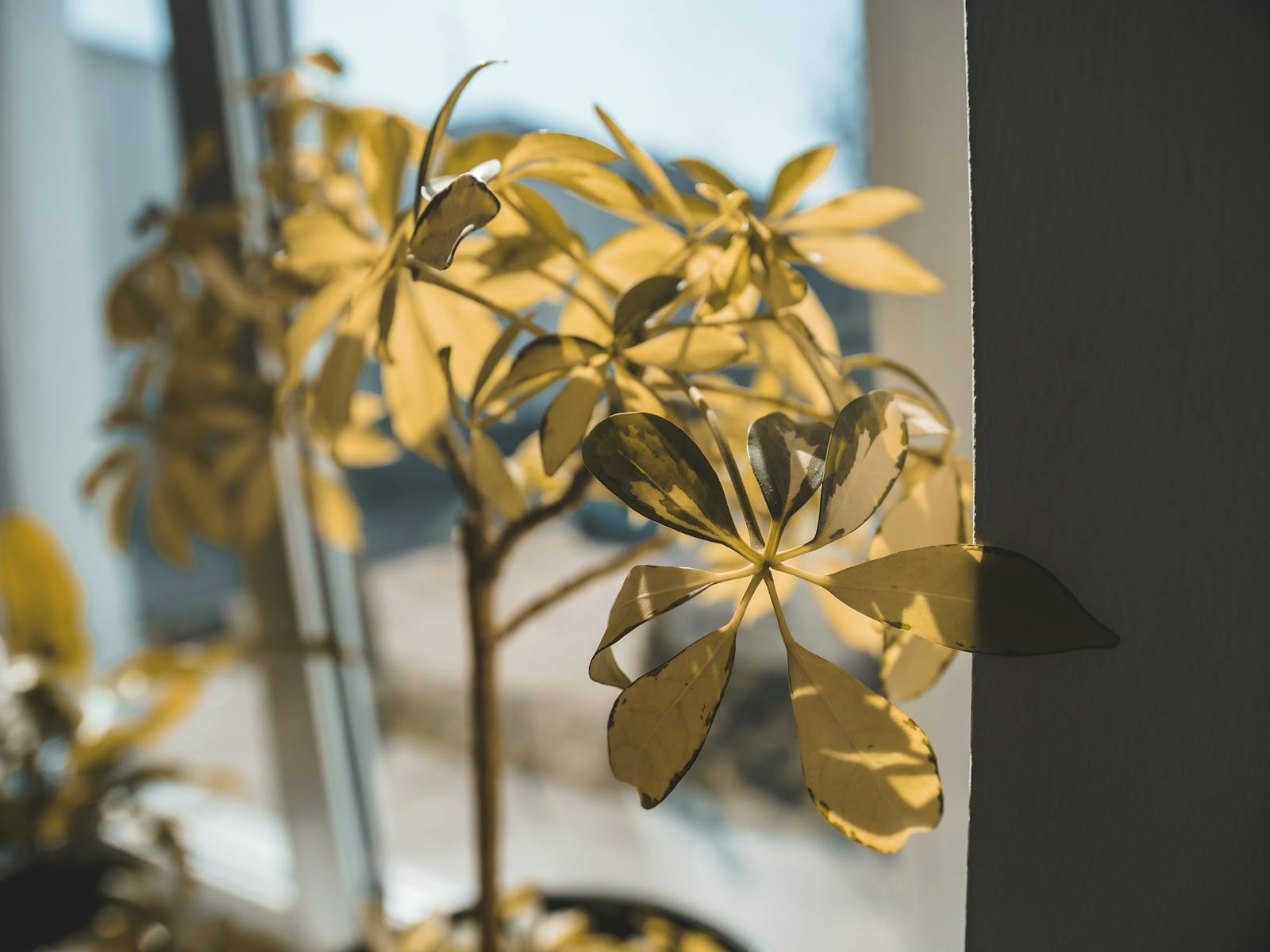 A person using a laptop at a desk with a notepad, suggestive of planning a Wordle strategy