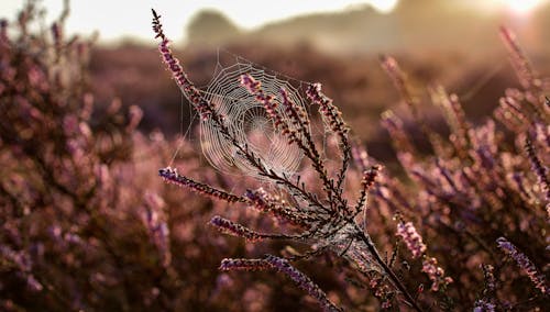 Close-Up Photo Of Flower With Spiderweb