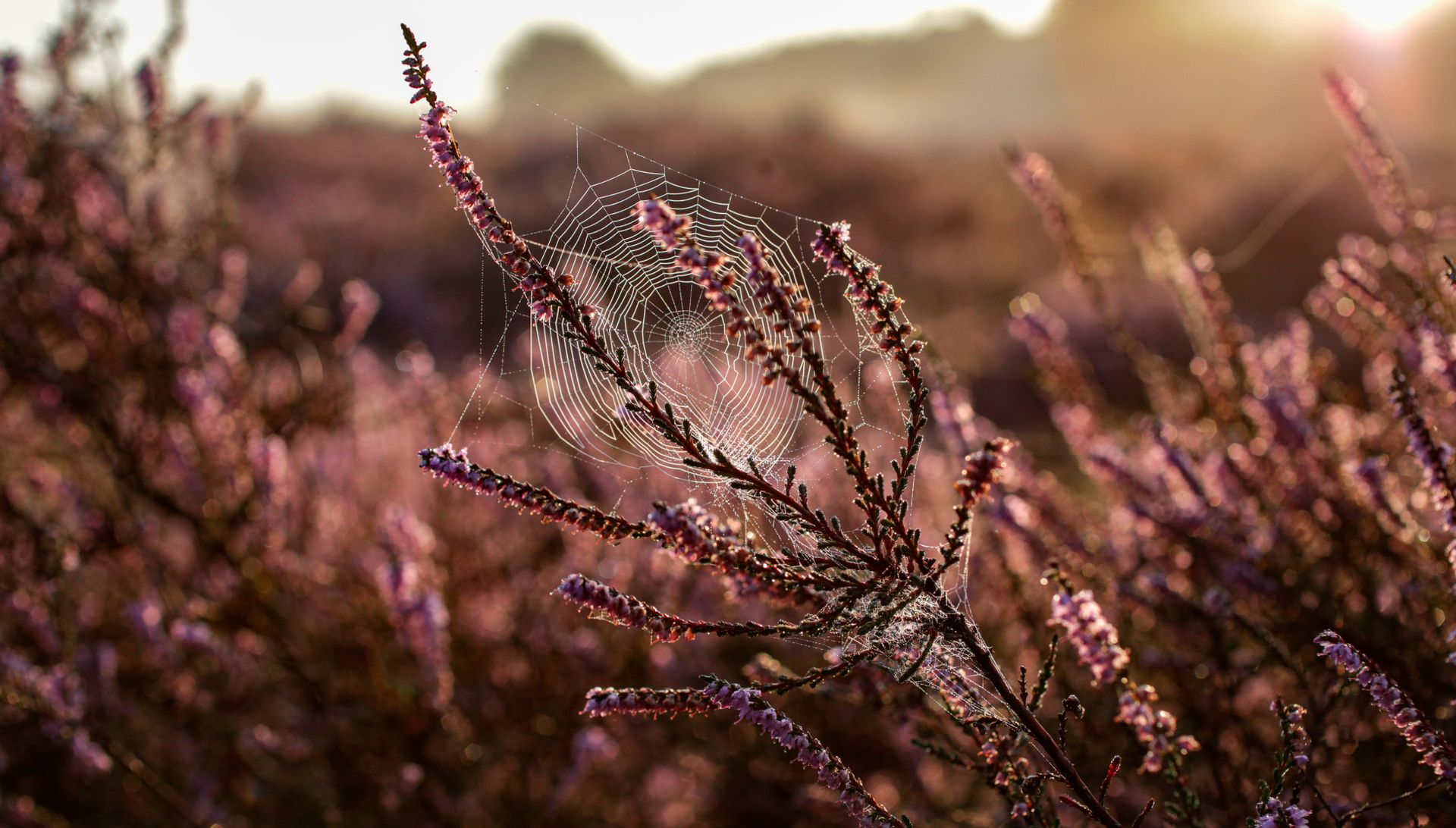 A spiderweb delicately suspended between blooming heather branches at sunrise, highlighting nature's beauty.
