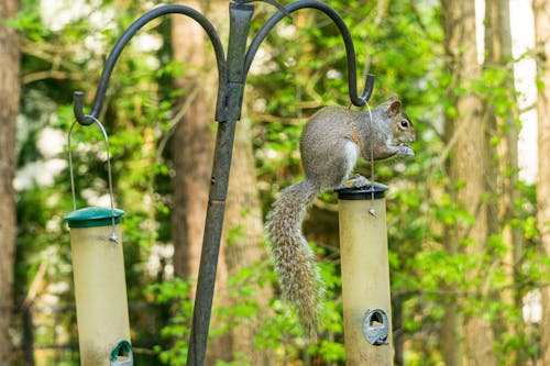 Free stock photo of grey squirrel, squirrel bird feeder, squirrel thief Stock Photo