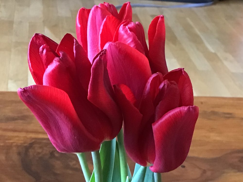 free-stock-photo-of-tulipes