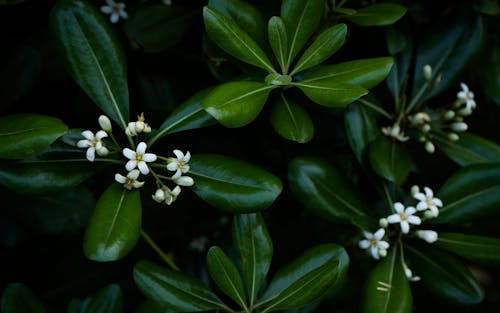 Close Up of Tropical Flowers