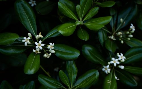 Free Vibrant green leaves with small white flowers, showcasing tropical plant beauty in nature. Stock Photo
