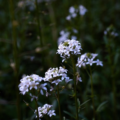 alan derinliği, Beyaz çiçekler, bitkiler içeren Ücretsiz stok fotoğraf