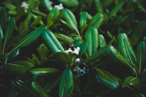 Free Close-up of a bee pollinating a white flower surrounded by vibrant green leaves. Stock Photo
