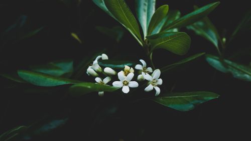 Free Capture of white flowers surrounded by lush green leaves in soft focus. Stock Photo
