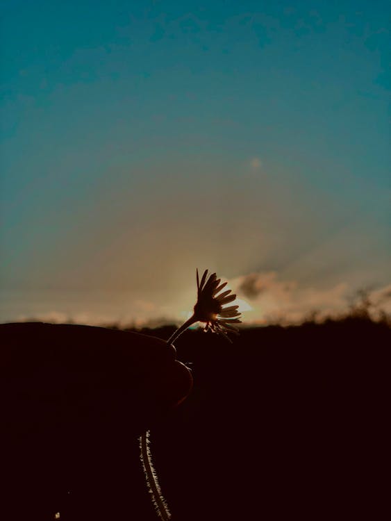 Free stock photo of beautiful flower, evening sun, golden sun