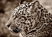 一只美洲虎的特写镜头以深褐色调呈现，营造出经典外观