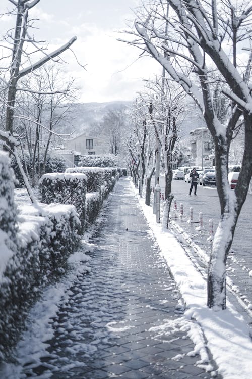 Gratuit Imagine de stoc gratuită din acoperit de zăpadă, alb-negru, anotimp Fotografie de stoc