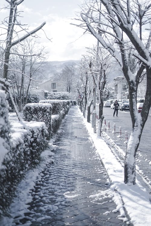 Snow Covered Trees Along A Paved Pathway