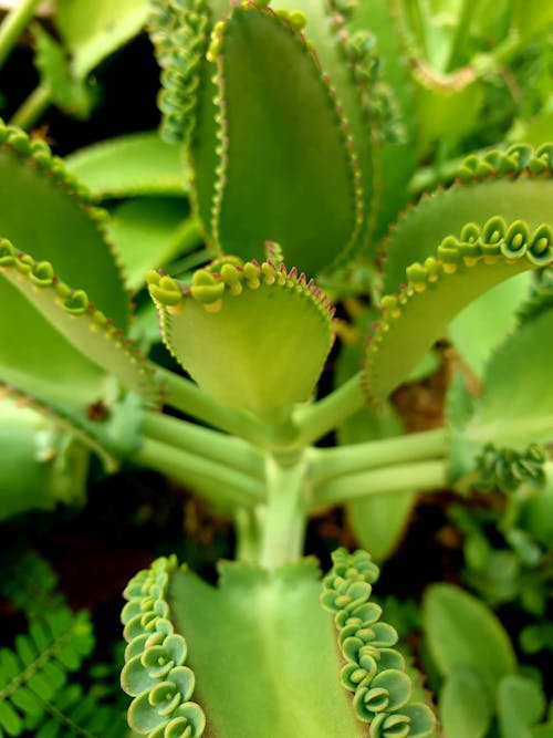 High angle of green succulent plant of kalanchoe growing in garden among plants