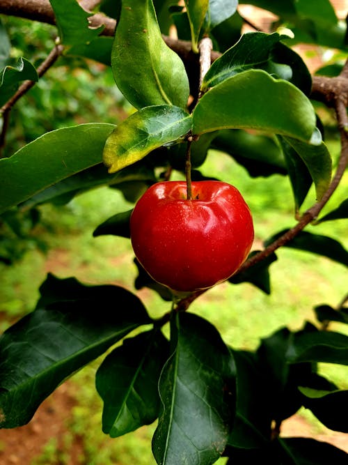 Gratis stockfoto met appel, apple, bladeren