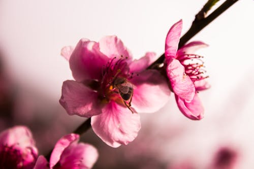 Kostnadsfri bild av 4k tapeter, bi, blomma tapeter