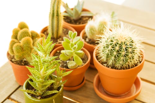 Green Cactus Plant on Brown Clay Pots