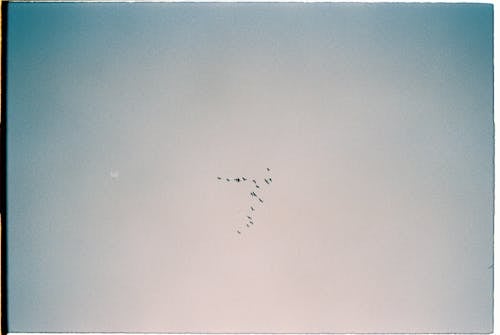 Безкоштовне стокове фото на тему «35 мм, блакитне небо, міграція»