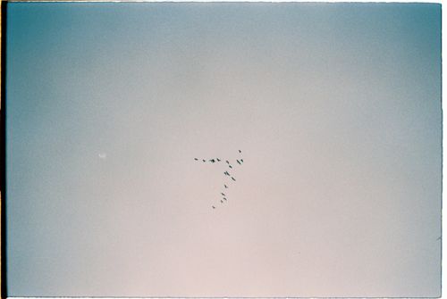Free Migrating birds forming a pattern against a clear, blue sky captured on film. Stock Photo