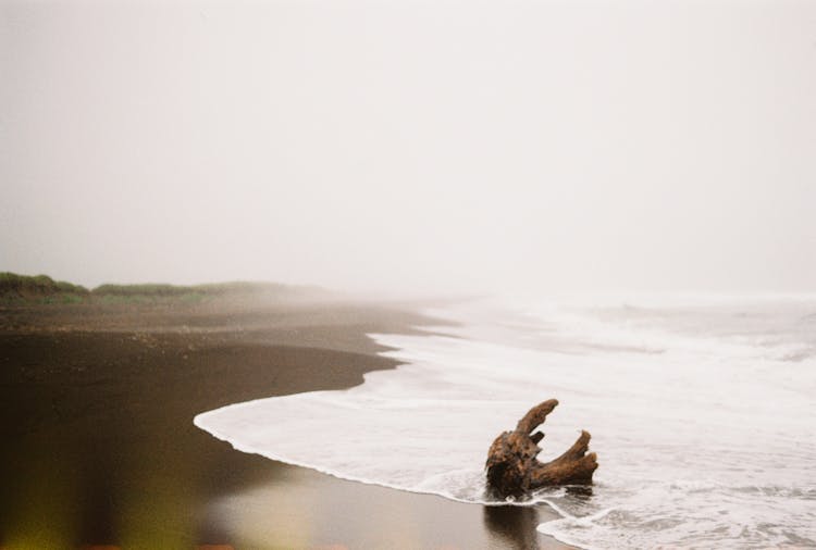 Driftwood On A Beach