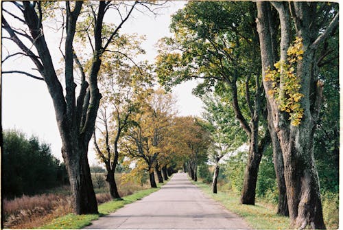 ağaçlar, asfalt yaya yolu, bakış açısı içeren Ücretsiz stok fotoğraf