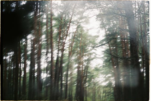 길을 잃은, 분위기, 숲의 무료 스톡 사진
