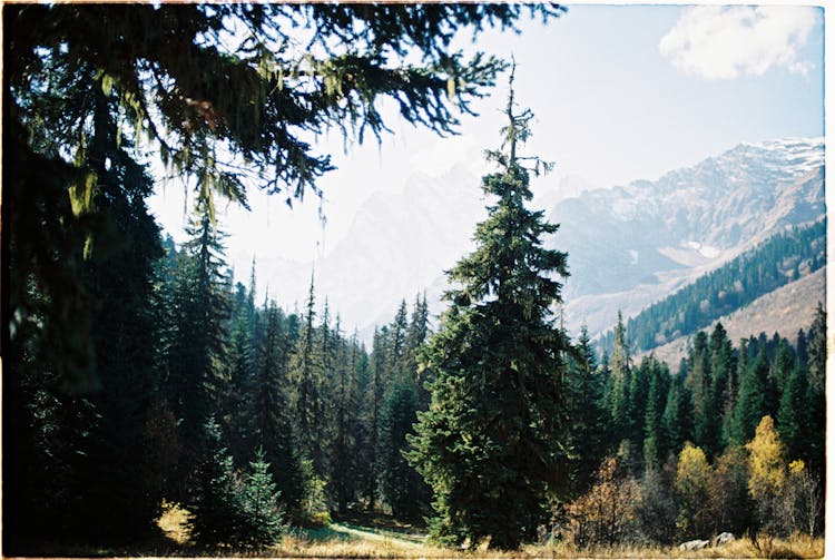 Green Pine Trees Near Mountain