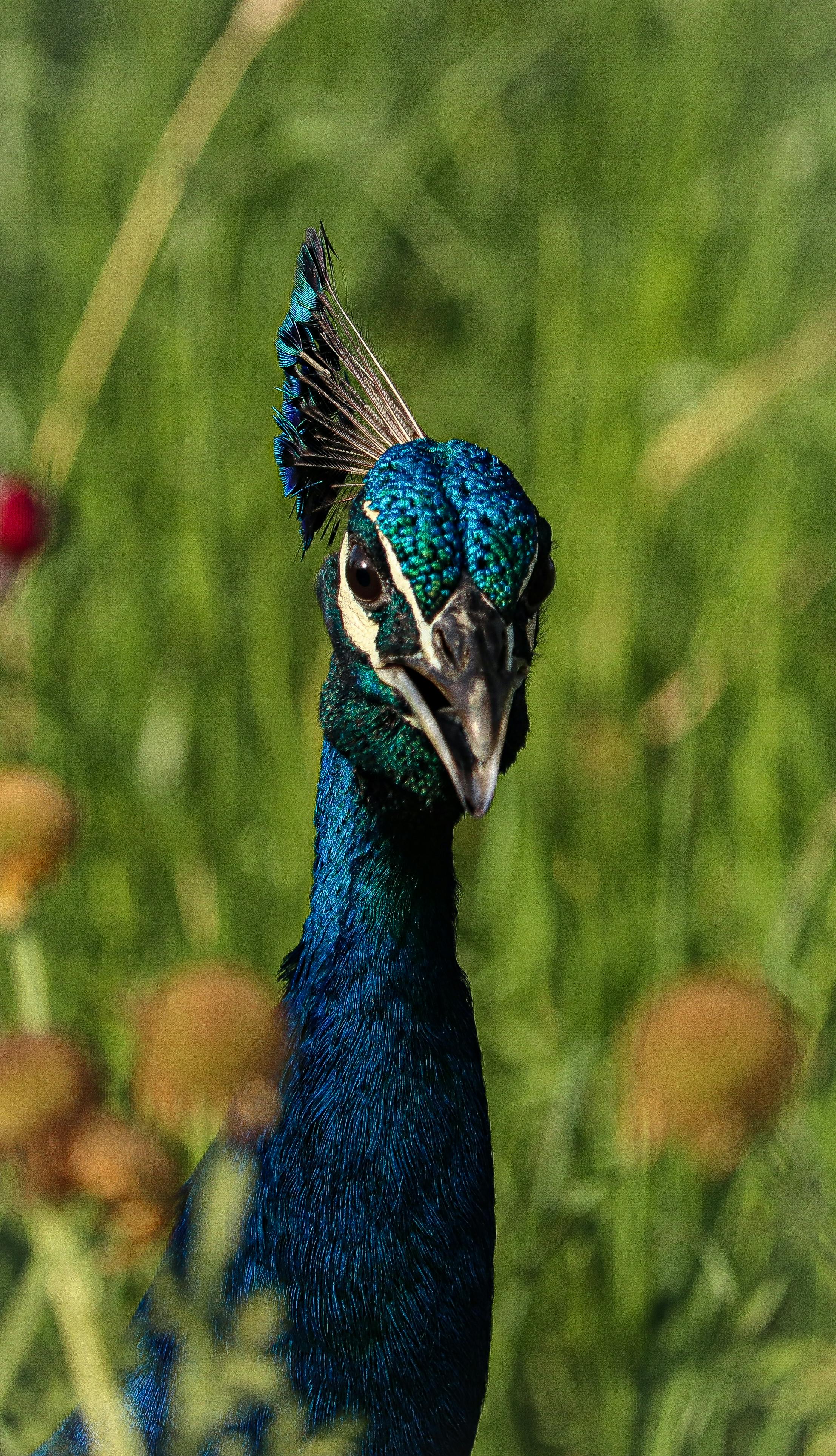 CloseUp Photo Of Peacock · Free Stock Photo