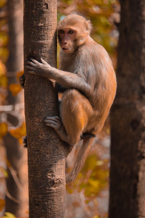Free A macaque monkey clings to a tree in a vibrant forest scene, showcasing its natural habitat. Stock Photo