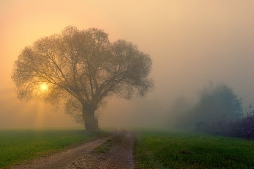 Bright sun shining through fog and big tree in peaceful park during dawn