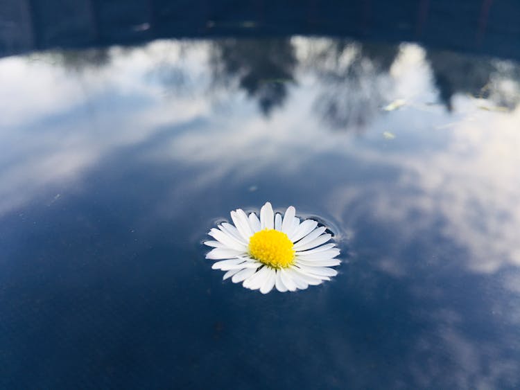 White Flower Of Chamomile On Clean Water Surface