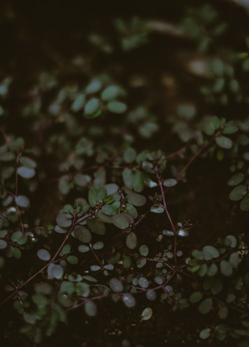Free A serene close-up of lush green leaves with a soft focus, creating a calming nature scene. Stock Photo