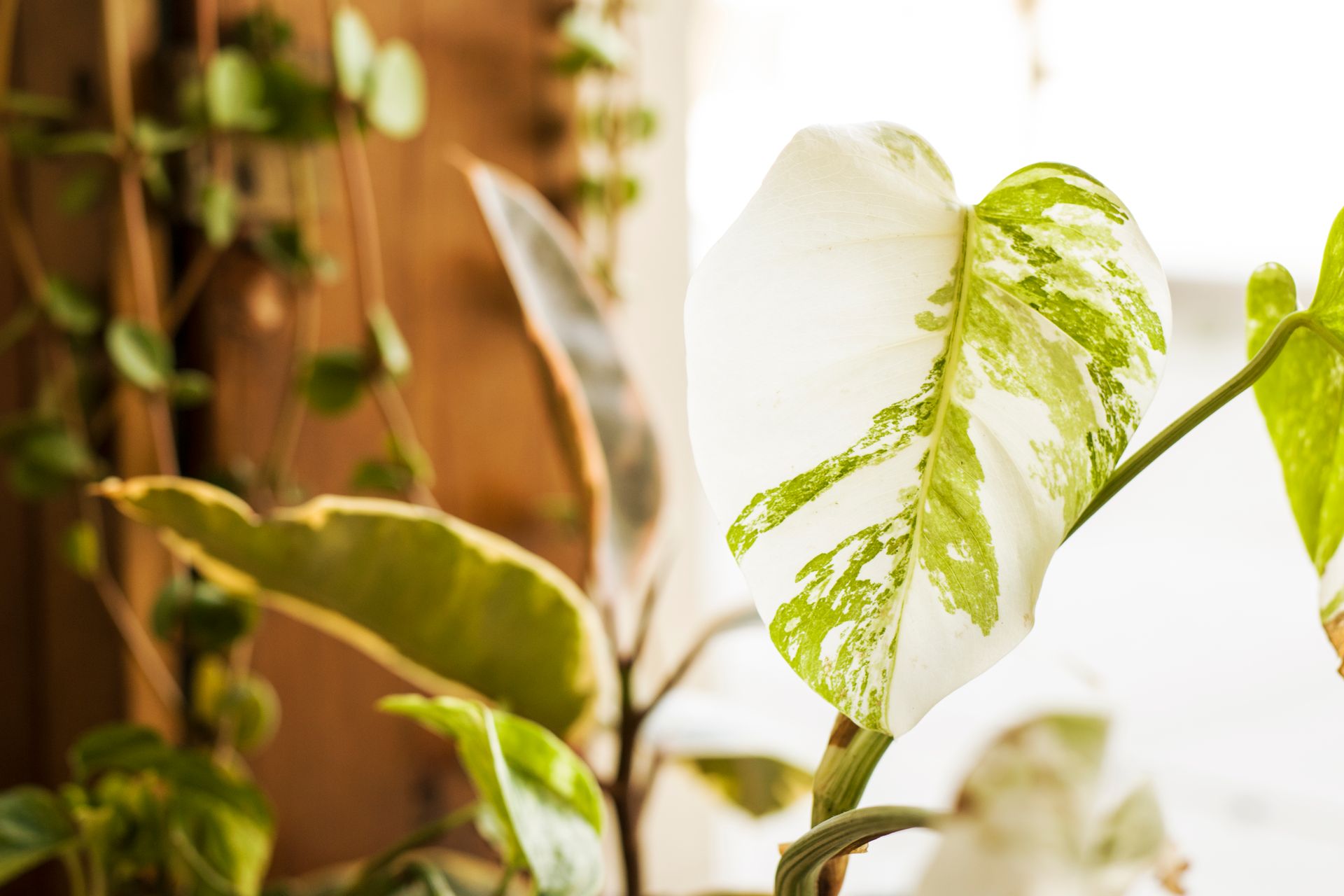 Close-up of a variegated Monstera leaf with a blurred indoor background. Vibrant and lush.