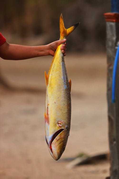 Photo Of Person Holding A Fish