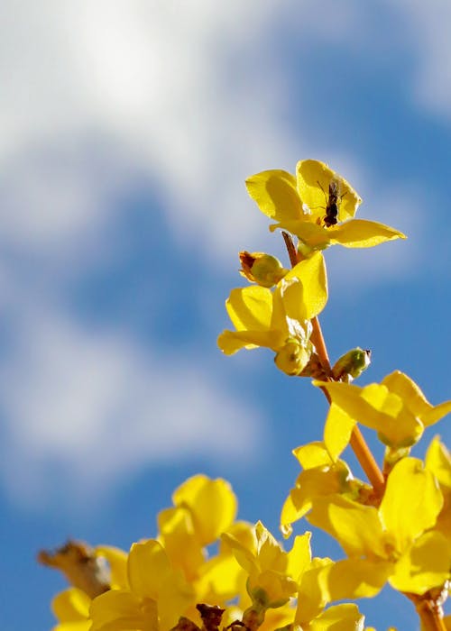 คลังภาพถ่ายฟรี ของ forsythia, การถ่ายเรณู, การเจริญเติบโต