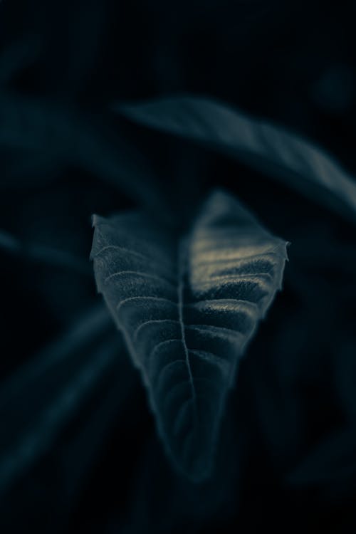 Close-Up Photo Of Leaf