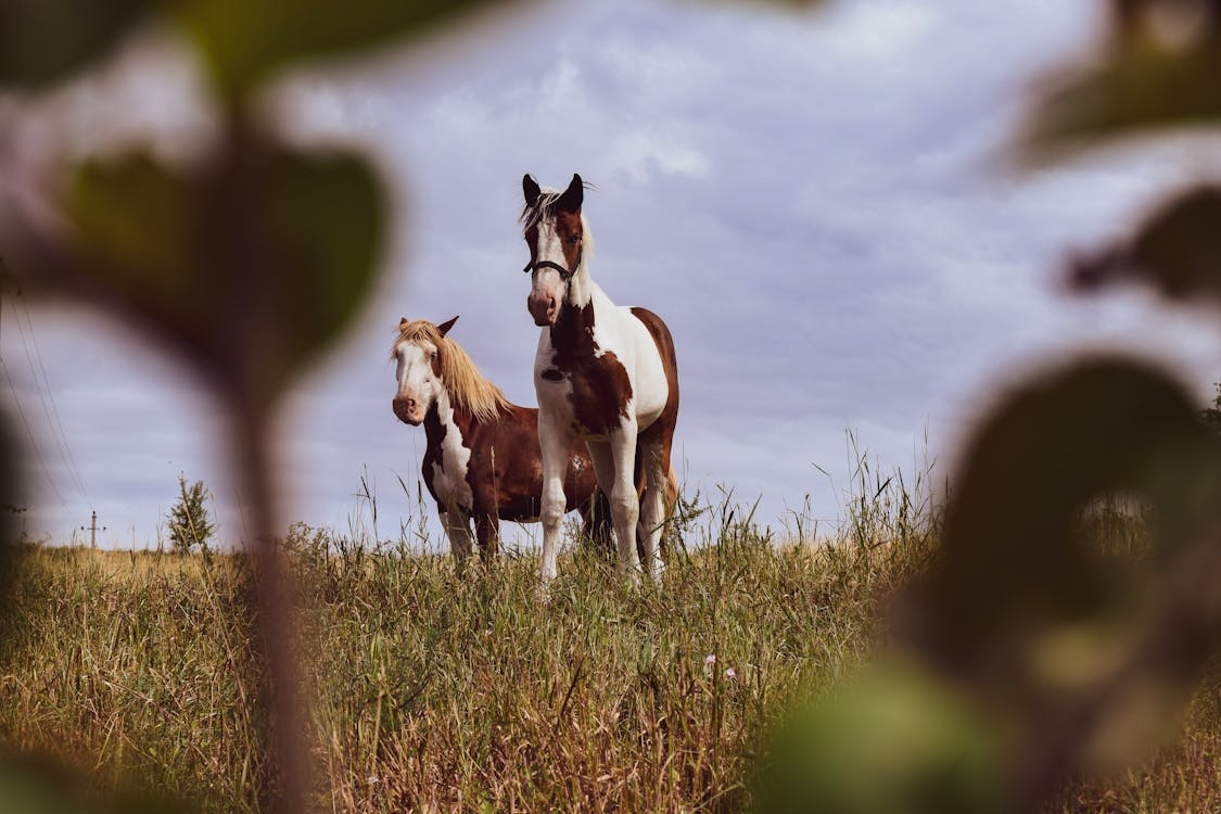 乾草地, 動物, 動物攝影 的 免費圖庫相片