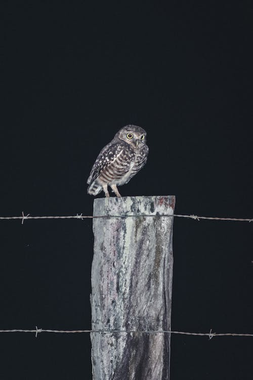 คลังภาพถ่ายฟรี ของ กลางคืน, กั้นรั้ว, การถ่ายภาพนก