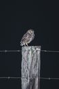Brown and White Owl on Brown Tree Branch