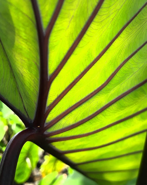 Low angle closeup of highlighted lime big green leaf of exotic plant with dark brown veins on thick stem