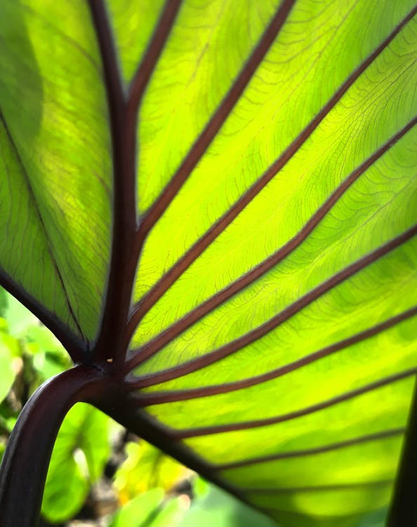 Low angle closeup of highlighted lime big green leaf of exotic plant with dark brown veins on thick stem