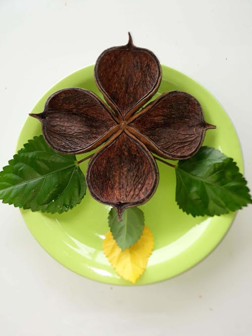 Opened brown shells composed in shape clover for good luck above yellow leaves on green plate