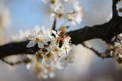Бесплатное стоковое фото с albero, ambiente naturale, ape da miele